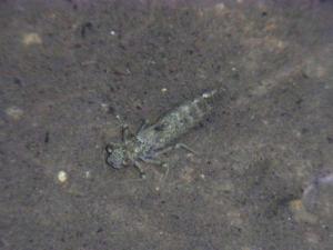 ヤンマ系?細長いヤゴです ヤンマ系?細長いヤゴです