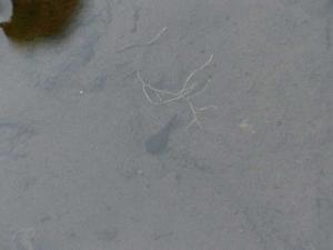 死んだように動かないオタマが一匹だけ 死んだように動かないオタマが一匹だけ