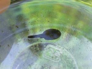 後ろ足が生えかけ、尻尾の先がありません 後ろ足が生えかけ、尻尾の先がありません