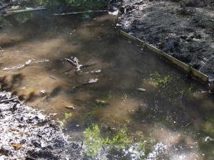 水が増えても、オタマはいないカエル池 水が増えても、オタマはいないカエル池