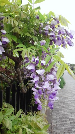 ふじの花