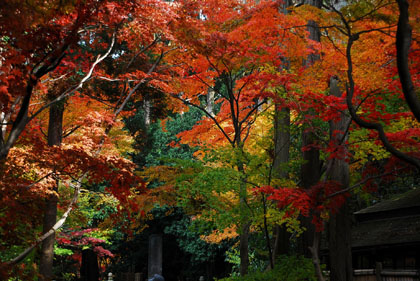 本土寺B