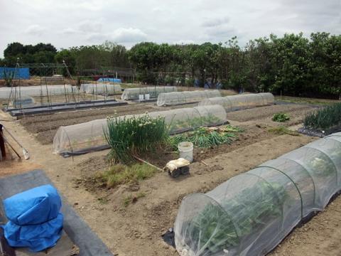 風景2012年5月中旬第一菜園