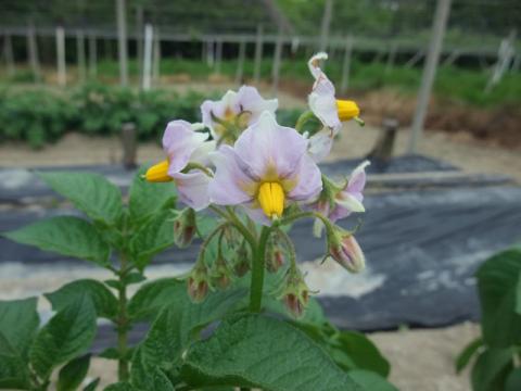 ジャガイモの花