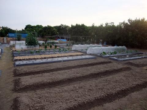 風景2012年6月下旬第一菜園