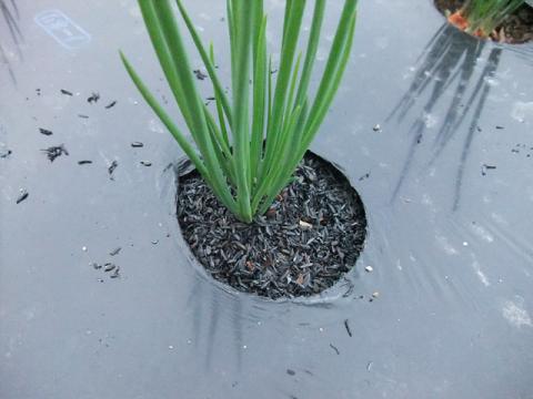 燻炭マルチ