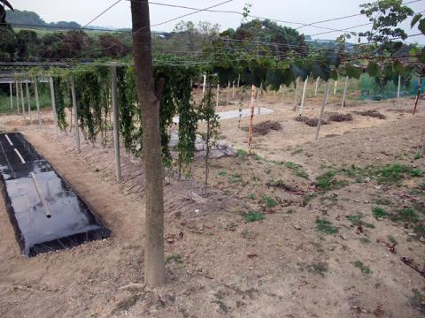 風景2012年9月下旬第四菜園