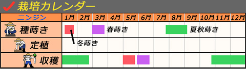 栽培カレンダー_ニンジン