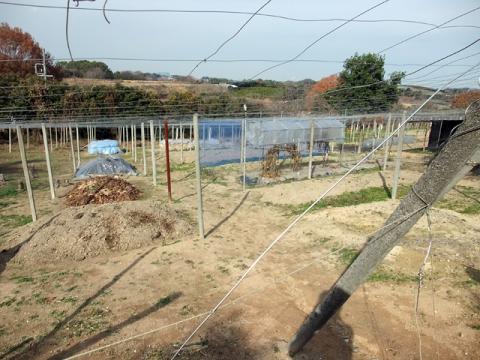 風景2012年12月下旬第二菜園