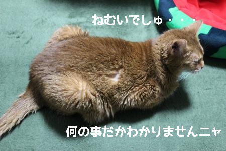 IMG_2179_convert_20130510210950a.jpg