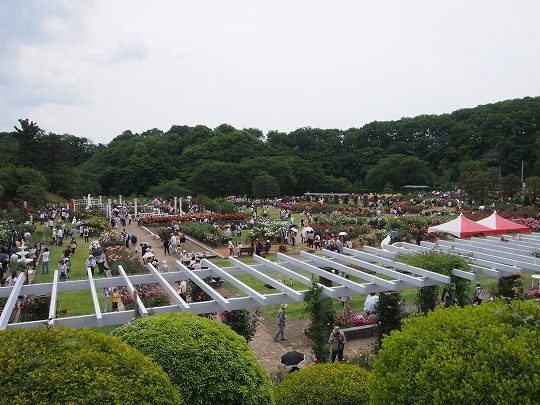 P5200623s.jpg