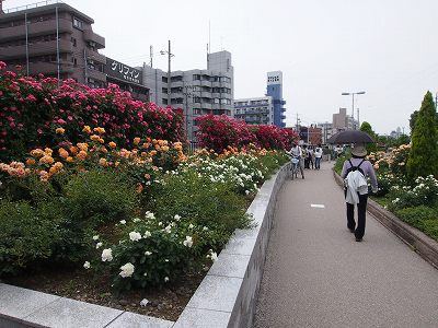 P5200629s.jpg