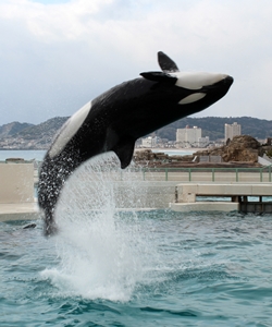 ちょっと本気出しているイメージ