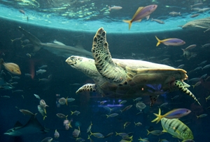 マイペースの象徴的生物