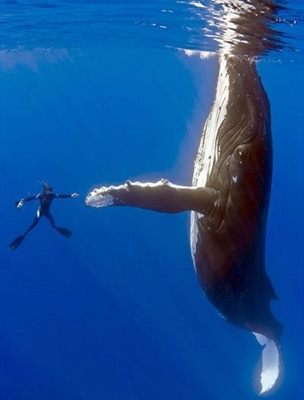 クジラとハンドシェイク
