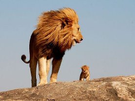 獅子は我が子を千尋の谷に落とす