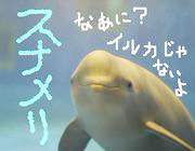 これがスナメリくん