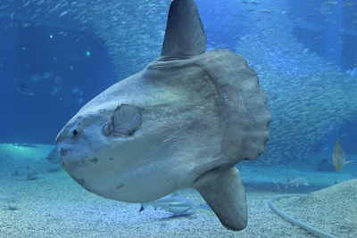 マンボウ