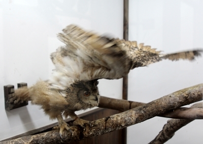 柔らかいミミズク君