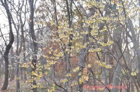 D70_9658.jpg