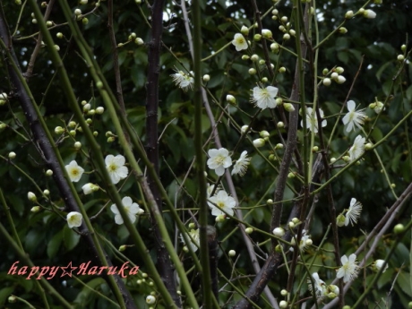 DSC00990.jpg