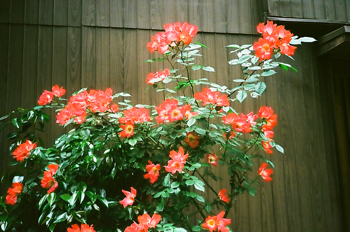 _11630012.jpg