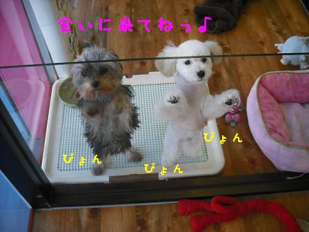 ヨーちゃんプーちゃん