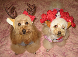 Its のんきゅん Christmas!