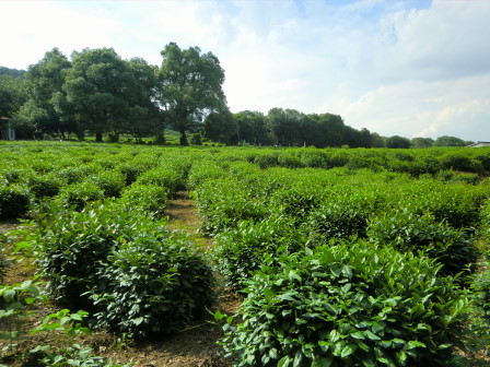一面の茶畑