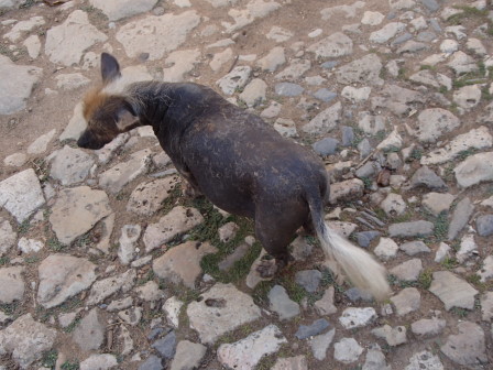 豚のような犬