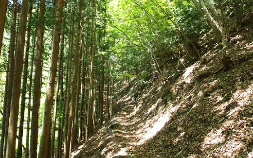 杉