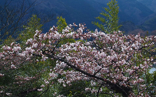 奥多摩湖の桜