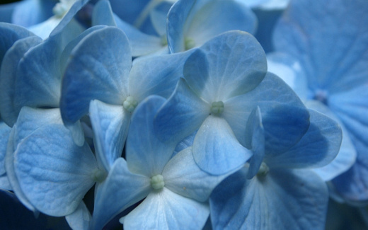 紫陽花
