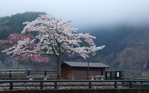 桜