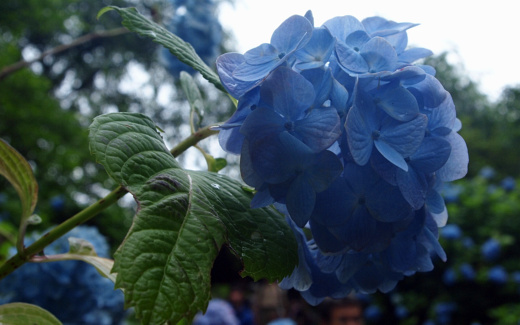 紫陽花が沢山