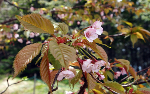 山桜満開