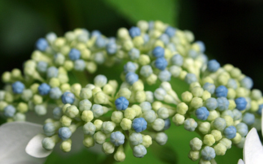 紫陽花のブツブツ