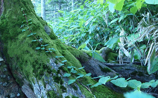 登山道以外の自然