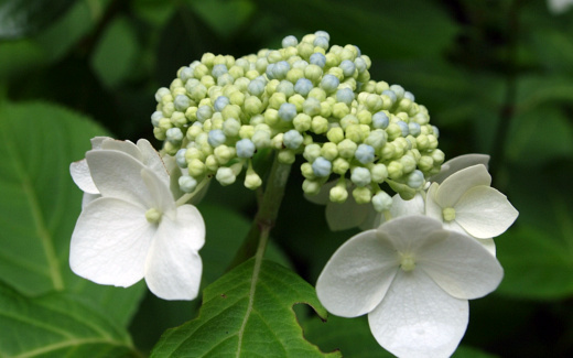 紫陽花って綺麗