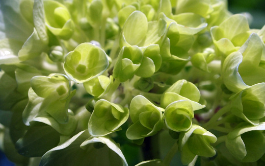紫陽花の種類