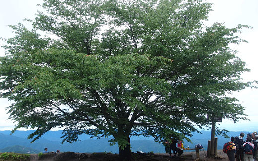 棒ノ嶺山頂