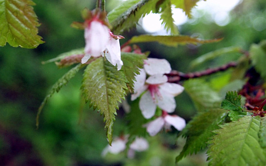 山桜