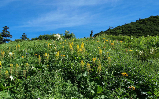 西穂山荘のお花畑