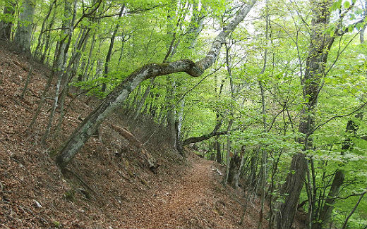 サオラ峠