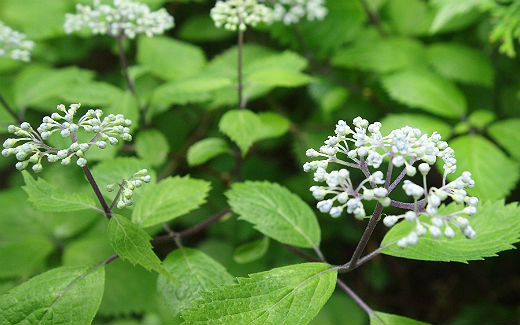 山紫陽花