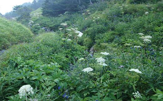 高山植物