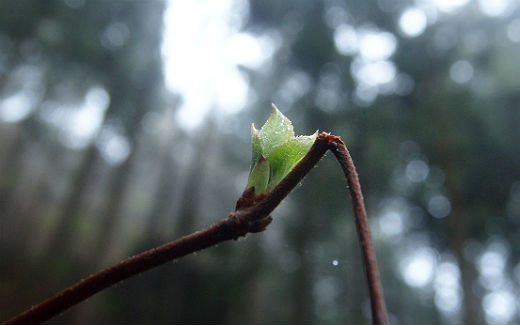 奥多摩体験の森