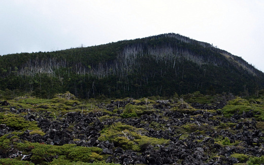 縞枯山の縞枯れ現象