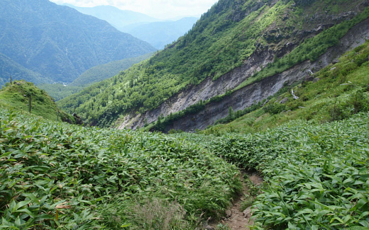 笹に囲まれた登山道