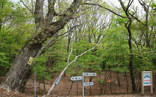 サオラ峠